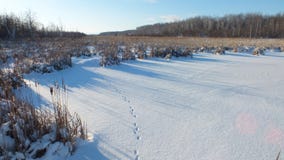 The footprints of the fox on the snow. royalty free stock photo The footprints of the fox on the snow. royalty free stock photo