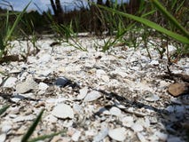 Letto di lago secco del sale con vegetazione immagini stock Letto di lago secco del sale con vegetazione immagini stock