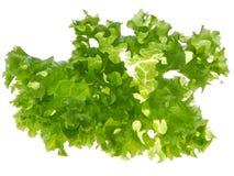 Lettuce Royalty Free Stock Image Lettuce Royalty Free Stock Image