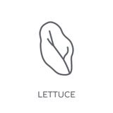Lettuce linear icon. Modern outline Lettuce logo concept on whit stock illustration Lettuce linear icon. Modern outline Lettuce logo concept on whit stock illustration