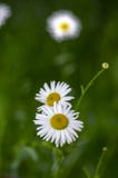 Leucanthemum vulgare łąk dziki kwiat z białymi płatkami i kolor żółty ześrodkowywamy w kwiacie, kwitnie pięknej rośliny zdjęcia royalty free Leucanthemum vulgare łąk dziki kwiat z białymi płatkami i kolor żółty ześrodkowywamy w kwiacie, kwitnie pięknej rośliny zdjęcia royalty free