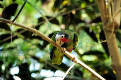 Leucocephalaen för den kubanamazon amazonaen sätta sig på en filial som gnag på en fatta arkivbild Leucocephalaen för den kubanamazon amazonaen sätta sig på en filial som gnag på en fatta arkivbild