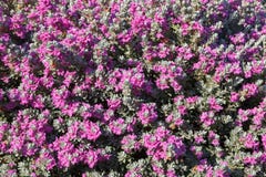 Leucophyllum shrub latin name - Leucophyllum frutescens. Soft focus, selective focus royalty free stock photography Leucophyllum shrub latin name - Leucophyllum frutescens. Soft focus, selective focus royalty free stock photography