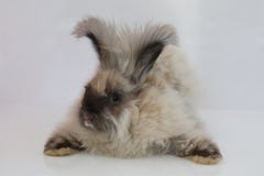 Leuk Angora babykonijntje royalty-vrije stock foto Leuk Angora babykonijntje royalty-vrije stock foto