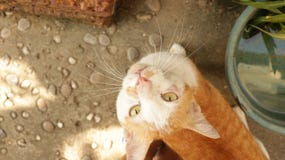 Leuk Ginger Cat Looking Up in Tuin royalty-vrije stock afbeelding Leuk Ginger Cat Looking Up in Tuin royalty-vrije stock afbeelding
