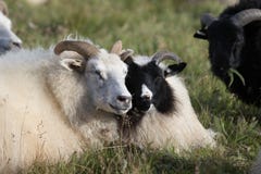 Leuk paar van grote witte en zwarte ramsschapen die in het gebied liggen en van de zonnige dag genieten stock fotografie Leuk paar van grote witte en zwarte ramsschapen die in het gebied liggen en van de zonnige dag genieten stock fotografie