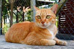 Leuk weinig kat het kijken stock foto Leuk weinig kat het kijken stock foto