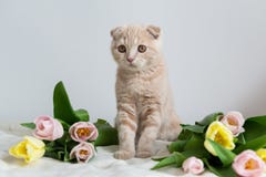 Leuk weinig katje met bloemenboeket De ruimte van het exemplaar Banner, vakantie, Moederdag, Valentijnskaartendag en Gelukkig ver stock foto Leuk weinig katje met bloemenboeket De ruimte van het exemplaar Banner, vakantie, Moederdag, Valentijnskaartendag en Gelukkig ver stock foto