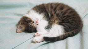 Leuk weinig rode katjesslaap op zachte plaid, op blauwe achtergrond katten langzame geanimeerde video het huisdierenconcept van d stock footage Leuk weinig rode katjesslaap op zachte plaid, op blauwe achtergrond katten langzame geanimeerde video het huisdierenconcept van d stock footage