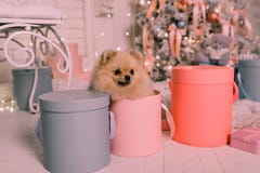 Leuk weinig spitz hond in de doos op de achtergrond van de Kerstboom stock afbeelding Leuk weinig spitz hond in de doos op de achtergrond van de Kerstboom stock afbeelding