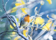Leuk weinig vogel Robin met oranje borstzitting op branche stock fotografie Leuk weinig vogel Robin met oranje borstzitting op branche stock fotografie