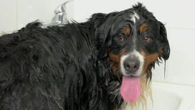 Leuke bernese berghond, die baden, stock videobeelden Leuke bernese berghond, die baden, stock videobeelden