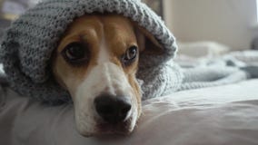 Leuke Brakhond met droevige onder een blauwe deken op het bed liggen, en ogen die klaar voor bed knipperen worden HD stock footage Leuke Brakhond met droevige onder een blauwe deken op het bed liggen, en ogen die klaar voor bed knipperen worden HD stock footage