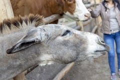 Leuke ezel op het landbouwbedrijf stock fotografie Leuke ezel op het landbouwbedrijf stock fotografie