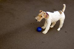 Leuke fox-terrier met verbonden poten die ter plaatse blijven stock foto Leuke fox-terrier met verbonden poten die ter plaatse blijven stock foto