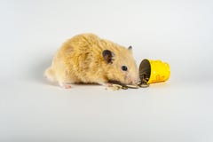 Leuke hamster die zonnebloem van emmer op witte achtergrond eten stock afbeeldingen Leuke hamster die zonnebloem van emmer op witte achtergrond eten stock afbeeldingen