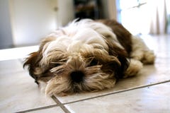 Leuke het puppyhond van huisdieren shih tzu royalty-vrije stock afbeeldingen Leuke het puppyhond van huisdieren shih tzu royalty-vrije stock afbeeldingen
