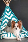 Leuke hond in Indische tipihut Tent voor hond royalty-vrije stock afbeeldingen Leuke hond in Indische tipihut Tent voor hond royalty-vrije stock afbeeldingen