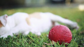 Leuke hond met groene ogen die op gras bepalen en met bal spelen stock footage Leuke hond met groene ogen die op gras bepalen en met bal spelen stock footage