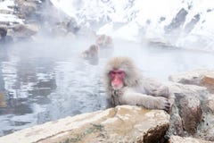 Leuke Japanse sneeuwapen die in de hete lente zitten De Prefectuur van Nagano, Japan stock afbeeldingen Leuke Japanse sneeuwapen die in de hete lente zitten De Prefectuur van Nagano, Japan stock afbeeldingen