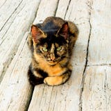 Leuke katjeszitting op een houten vloer De kat heeft een ongebruikelijke schildpadkleur en heldere gele ogen royalty-vrije stock afbeeldingen Leuke katjeszitting op een houten vloer De kat heeft een ongebruikelijke schildpadkleur en heldere gele ogen royalty-vrije stock afbeeldingen