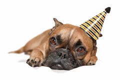 Leuke kleine Franse Buldoghond met zwarte en gouden van de partij nieuwe jaar of verjaardag partijhoed op hoofd die op witte acht stock fotografie Leuke kleine Franse Buldoghond met zwarte en gouden van de partij nieuwe jaar of verjaardag partijhoed op hoofd die op witte acht stock fotografie