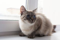 Leuke pluizige kat met blauwe ogen sititng op een venstervensterbank royalty-vrije stock afbeeldingen Leuke pluizige kat met blauwe ogen sititng op een venstervensterbank royalty-vrije stock afbeeldingen