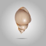 Leuke shell van kluizenaarkrab Geïsoleerde shell op een grijze achtergrond vector illustratie Leuke shell van kluizenaarkrab Geïsoleerde shell op een grijze achtergrond vector illustratie