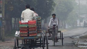 Leutetransport ärgert durch Fahrräder auf einem kalten nebeligen Morgen in Puthia, Bangladesch stock video footage Leutetransport ärgert durch Fahrräder auf einem kalten nebeligen Morgen in Puthia, Bangladesch stock video footage