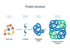 Free Levels Of Protein Structure From Amino Acids To Complex Of Protein Molecule Stock Photos - 150715433