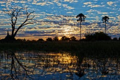 Lever de soleil dans le delta d'Okavango images libres de droits Lever de soleil dans le delta d'Okavango images libres de droits