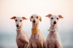 Levriero di italiano porpora alla moda di tre cani, ritratto fotografie stock libere da diritti Levriero di italiano porpora alla moda di tre cani, ritratto fotografie stock libere da diritti