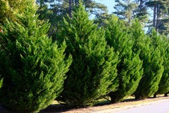 Leyland Cypress Trees Stock Images