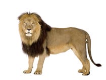 León (4 y una mitad de los años) - Panthera leo fotografía de archivo León (4 y una mitad de los años) - Panthera leo fotografía de archivo