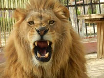 León en el parque zoológico, animal hermoso de la selva del rey fotos de archivo León en el parque zoológico, animal hermoso de la selva del rey fotos de archivo