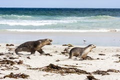 León marino australiano enfurecido que corre después de otro león marino Neophoca cinerea en la playa de la isla del canguro, sur imagen de archivo libre de regalías León marino australiano enfurecido que corre después de otro león marino Neophoca cinerea en la playa de la isla del canguro, sur imagen de archivo libre de regalías