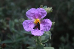 LIBANDO IN CISTUS ALBIDUS stock photography LIBANDO IN CISTUS ALBIDUS stock photography