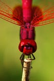 Libelle lizenzfreie stockfotos Libelle lizenzfreie stockfotos