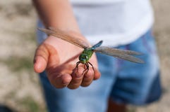 Libelle lizenzfreies stockbild Libelle lizenzfreies stockbild