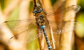 Libelle lizenzfreie stockfotos Libelle lizenzfreie stockfotos