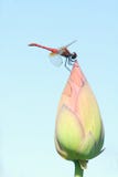 Libelle stockbilder Libelle stockbilder