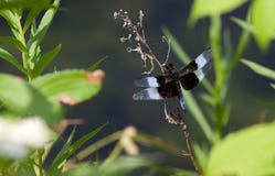 Libelle, die auf der Niederlassung stillsteht lizenzfreies stockbild Libelle, die auf der Niederlassung stillsteht lizenzfreies stockbild