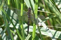 Libellula cammuffata nell'acquitrino alla palude di Rainham, Essex immagine stock Libellula cammuffata nell'acquitrino alla palude di Rainham, Essex immagine stock
