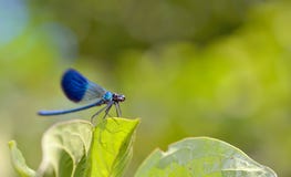 Libellula in foresta Fotografie Stock Libere da Diritti Libellula in foresta Fotografie Stock Libere da Diritti