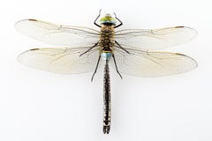 Libellula isolata fotografia stock libera da diritti Libellula isolata fotografia stock libera da diritti