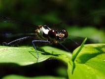 Libellula sopra la foglia immagine stock libera da diritti Libellula sopra la foglia immagine stock libera da diritti