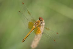 Libellule jaune sur une lame d'herbe photographie stock Libellule jaune sur une lame d'herbe photographie stock