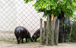 Liberiensis van twee pygmy hipposchoeropsis of Hexaprotodon-liberiensis die vegetatie eten royalty-vrije stock afbeeldingen Liberiensis van twee pygmy hipposchoeropsis of Hexaprotodon-liberiensis die vegetatie eten royalty-vrije stock afbeeldingen
