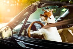 Licencia de conductores del perro que conduce un coche foto de archivo Licencia de conductores del perro que conduce un coche foto de archivo