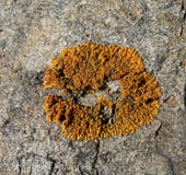 Lichen On Stone 1 Royalty Free Stock Photo